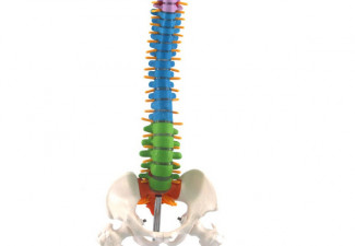 spine anatomical model 45cm
