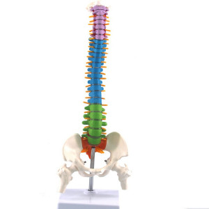 spine anatomical model 45cm